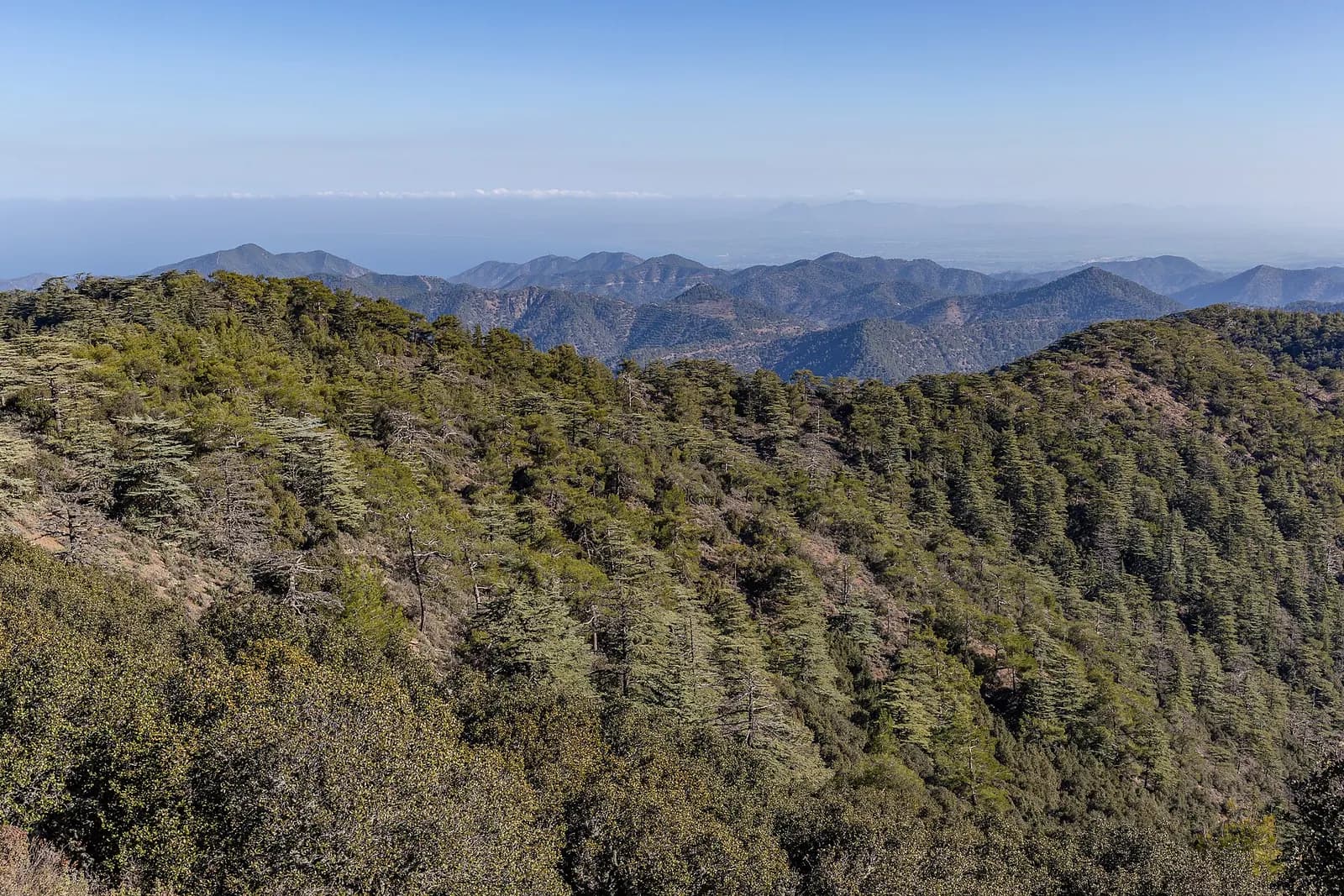 Cedar trees and pines on slopes of Mt Tripylos, Troodos Mountains, Cyprus.jpg