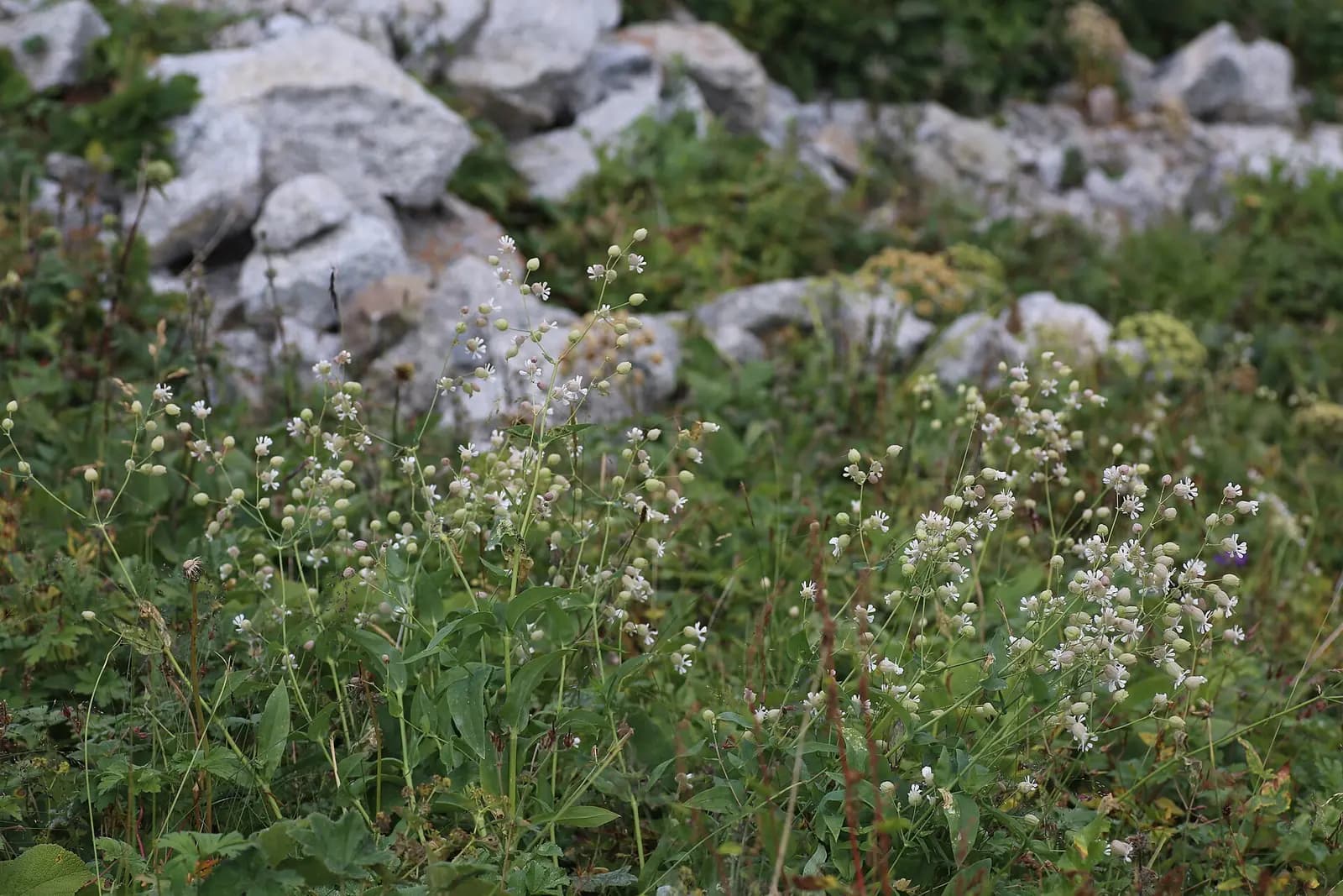 Oberna behen (Caryophyllaceae) (33002498750).jpg