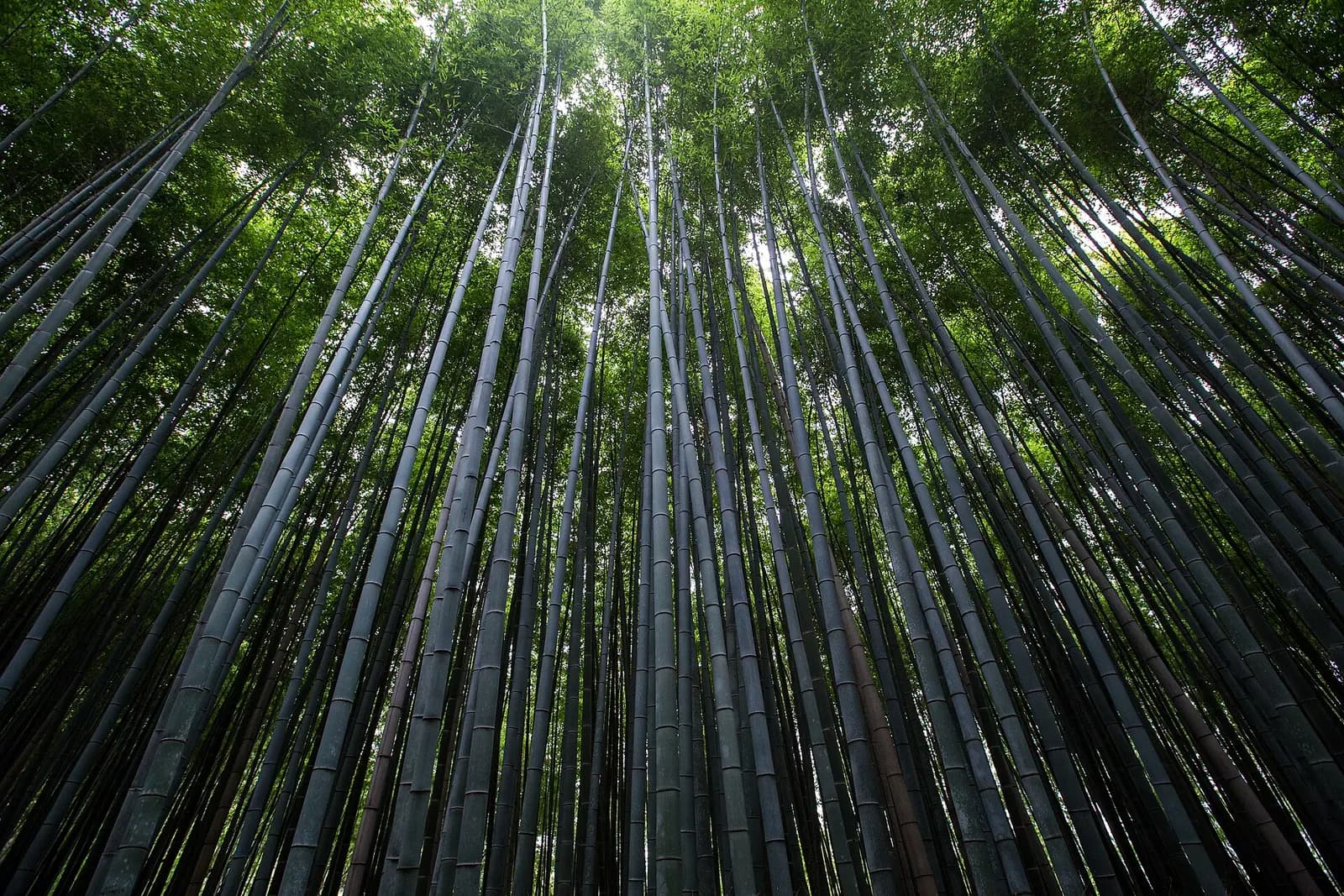 Arashiyama Bamboo Forest, Kyoto, Japan (Unsplash).jpg