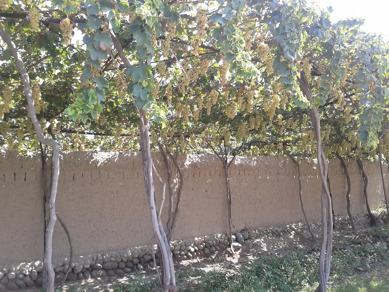 Vineyard Vodil Uzbekistan.jpg