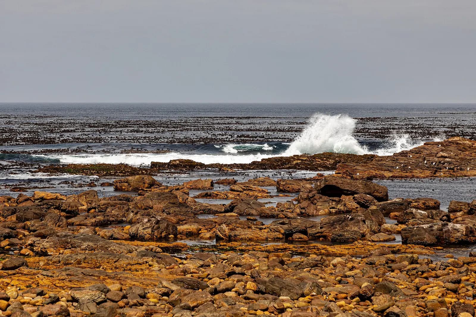 Cape Town (ZA), Cape Peninsula National Park, Cape of Good Hope -- 2024 -- 3276.jpg