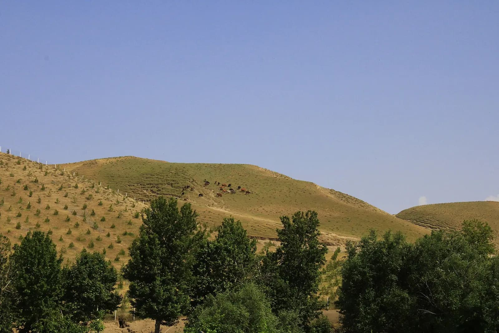Zaamin hill landscape.jpg